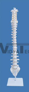 The model of spinal column